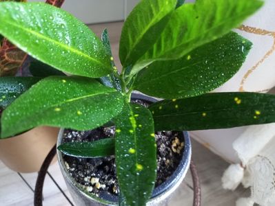 Croton Golden Star