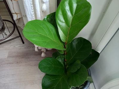 Ficus Lyrata