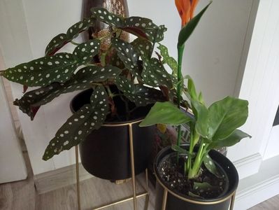 Begonia Maculata și Strelitzia Reginae