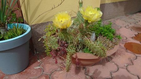 Opuntia phaeacantha, protejata de ploi