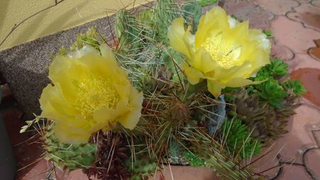 Opuntia phaeacantha, protejata de ploi