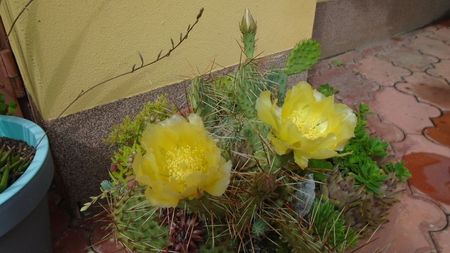 Opuntia phaeacantha, protejata de ploi