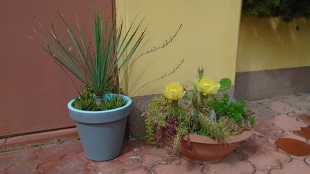 Yucca rostrata si Opuntia phaeacantha