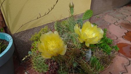 Opuntia phaeacantha