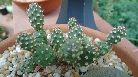 Opuntia fragilis utahensis