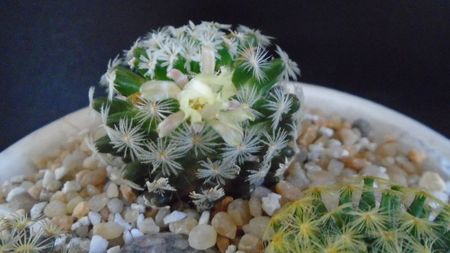 Mammillaria duwei