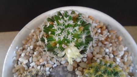 Mammillaria duwei