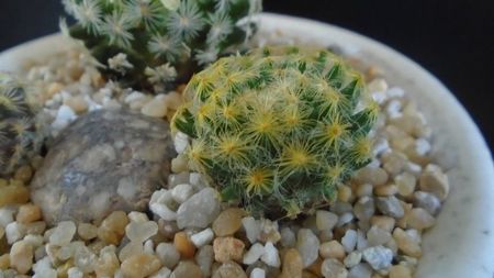 Mammillaria schiedeana