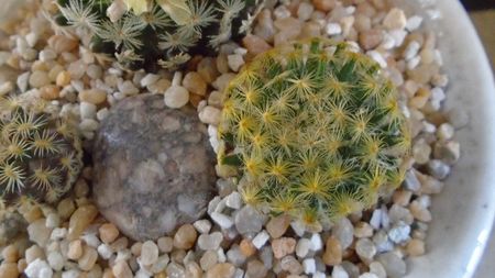 Mammillaria schiedeana