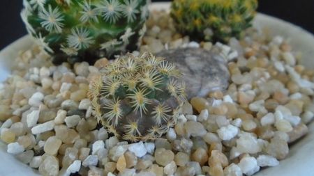 Mammillaria sp.