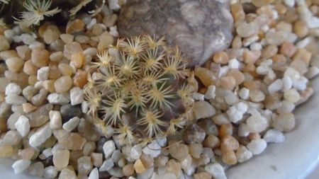 Mammillaria sp.