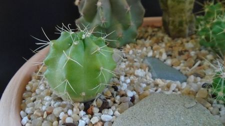 Echinocereus knippelianus (-10 C)