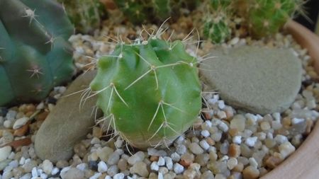 Echinocereus knippelianus (-10 C)