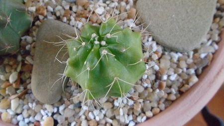 Echinocereus knippelianus (-10 C)