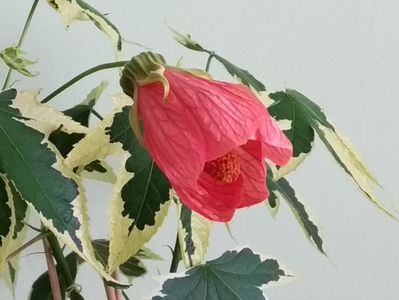 Floare de Abutilon variegat