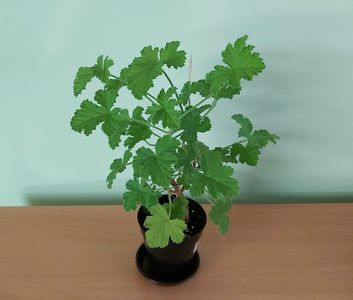 Muscata parfumata (20); Planta tanara ramificata, inradacinata in ghiveci de cca 10 cm = 20 Lei
