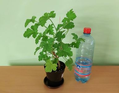 Pelargonium Attar of Roses; Pet-ul de apa de 1 Litru este pentru a va da seama de dimensiunea plantei.
