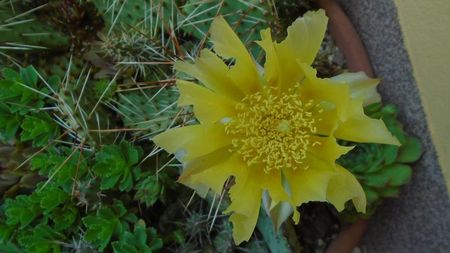 Opuntia phaeacantha