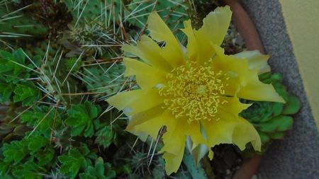 Opuntia phaeacantha