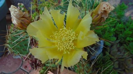 Opuntia phaeacantha