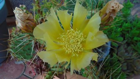 Opuntia phaeacantha