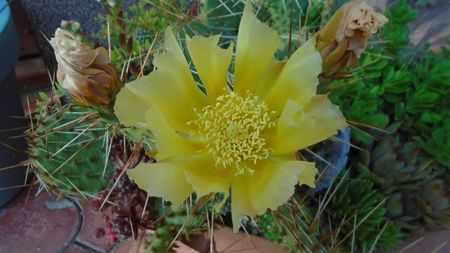 Opuntia phaeacantha