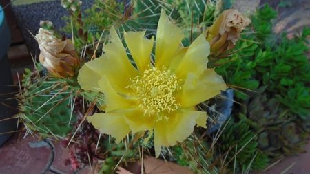 Opuntia phaeacantha