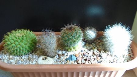 Grup de 6 Mammillaria; Mammillaria machucae
Mammillaria pottsii
Mammillaria senilis 
Mammillaria standleyi 
Mammillaria perezdelarosae
Mammillaria marksiana
