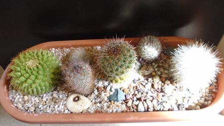 Mammillaria marksiana