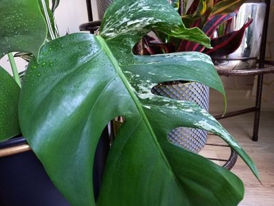 Monstera Variegata