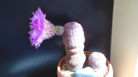 Echinocereus rigidissimus v. rubrispinus