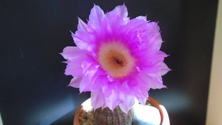 Echinocereus rigidissimus v. rubrispinus