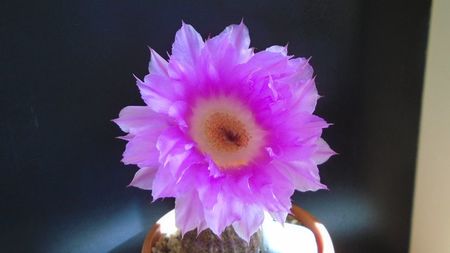 Echinocereus rigidissimus v. rubrispinus