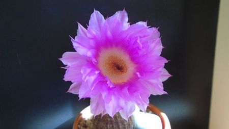 Echinocereus rigidissimus v. rubrispinus