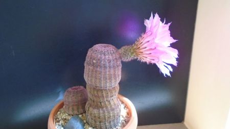 Echinocereus rigidissimus v. rubrispinus