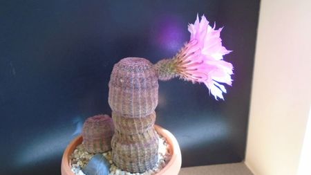 Echinocereus rigidissimus v. rubrispinus