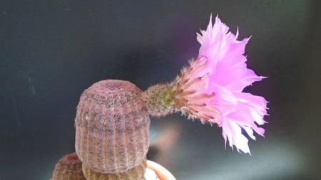 Echinocereus rigidissimus v. rubrispinus