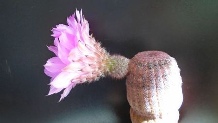 Echinocereus rigidissimus v. rubrispinus