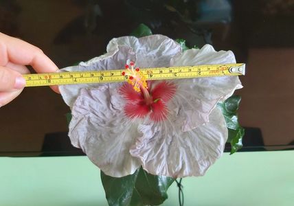 Floare de 20 cm a doua zi