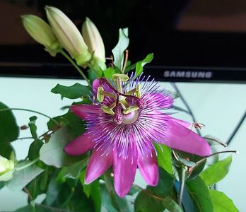 Passiflora Amethyst Lavender Lady