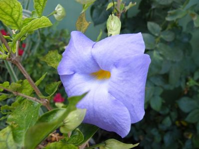 thunbergia erecta