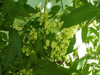 cestrum poepigii