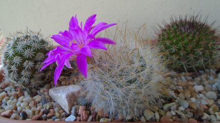 Mammillaria guelzowiana