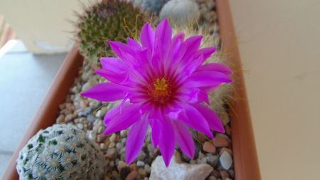 Mammillaria guelzowiana