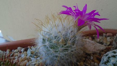 Mammillaria guelzowiana