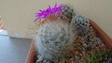 Mammillaria guelzowiana