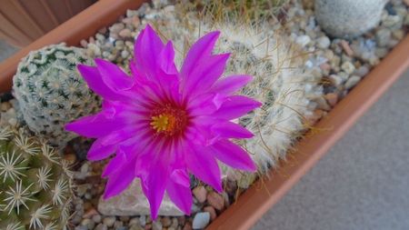 Mammillaria guelzowiana