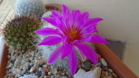 Mammillaria guelzowiana