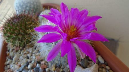 Mammillaria guelzowiana