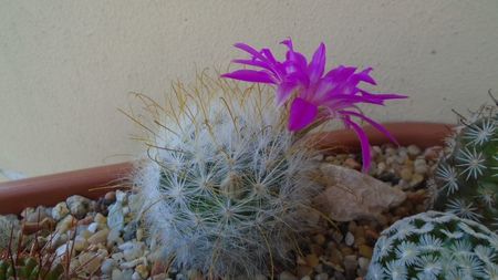 Mammillaria guelzowiana